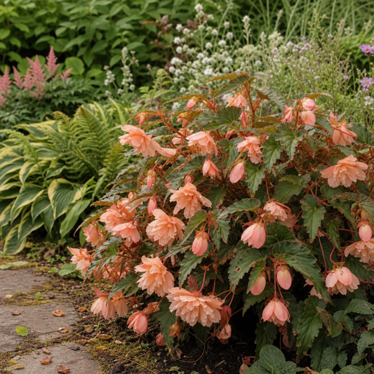 Begonia 'Fragrant Falls Peach' – Summer Flowering Begonia (2L Pot)