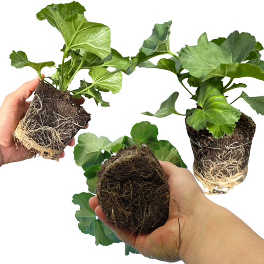 Geranium Toscana Anne (Pelargonium) – Upright Summer Bedding (Set of 3 or 6)