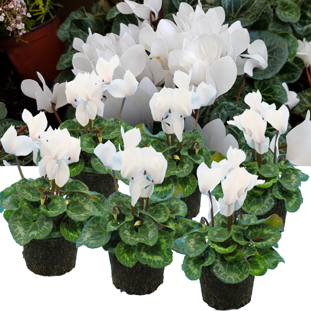 Cyclamen Flame White – Winter Bedding (Set of 3 or 6)