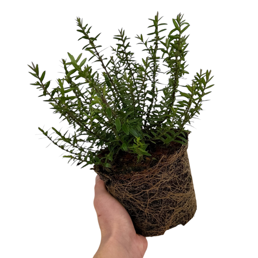 Hebe 'Champagne' (Shrubby Veronica) – Evergreen Shrub (2L Pot)