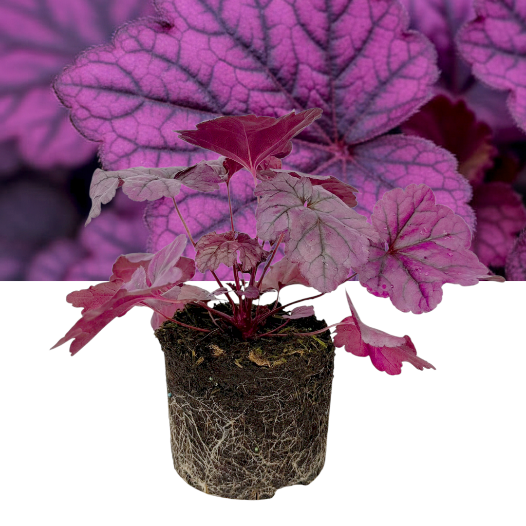 Heuchera 'Wildberry' (Coral Bells) – Evergreen Perennial (2L Pot)