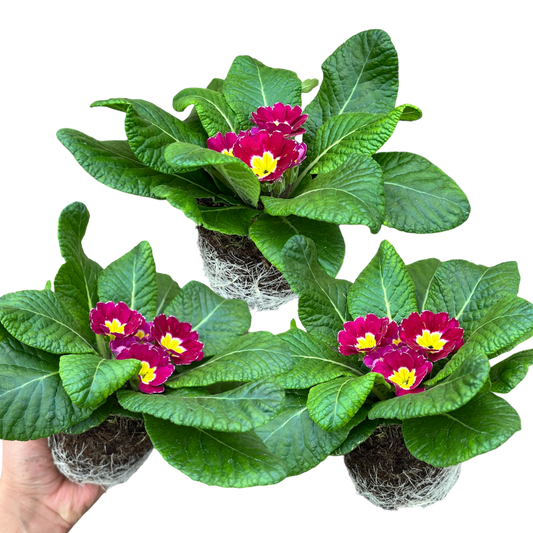 Primrose Purple – Hardy Winter and Spring Bedding (Set of 3 or 6)