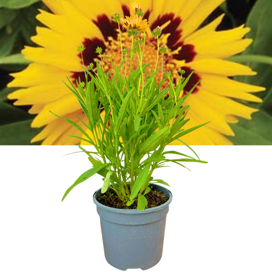 Coreopsis 'Sunfire' (Tickseed) – Hardy Perennial (2L Pot)