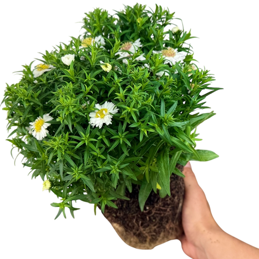 Aster 'Alpha White' (Michaelmas Daisy) – Compact Perennial (2L Pot)
