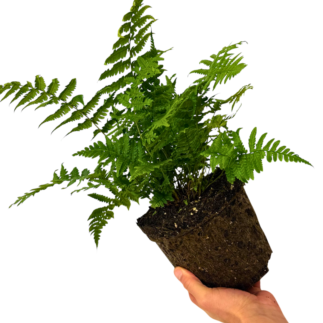 Dryopteris 'Jurassic Gold' (Golden Shield Fern) – Hardy Fern (3L Pot)