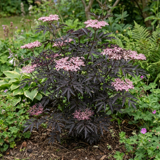 Sambucus nigra 'Black Lace' (Ornamental Elder) – Dark Cut Leaf Shrub (3L Pot)