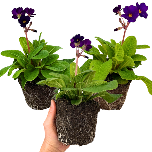 Polyanthus 'Stella Pheasant Eye' – Hardy Winter and Spring Bedding (Set of 3 or 6)
