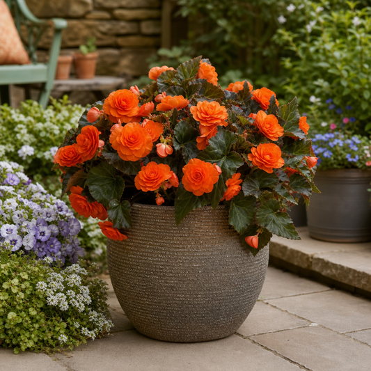 Begonia 'Nonstop Mocca Deep Orange' – Dark-Leaved Tuberous Begonia (5L Pot)