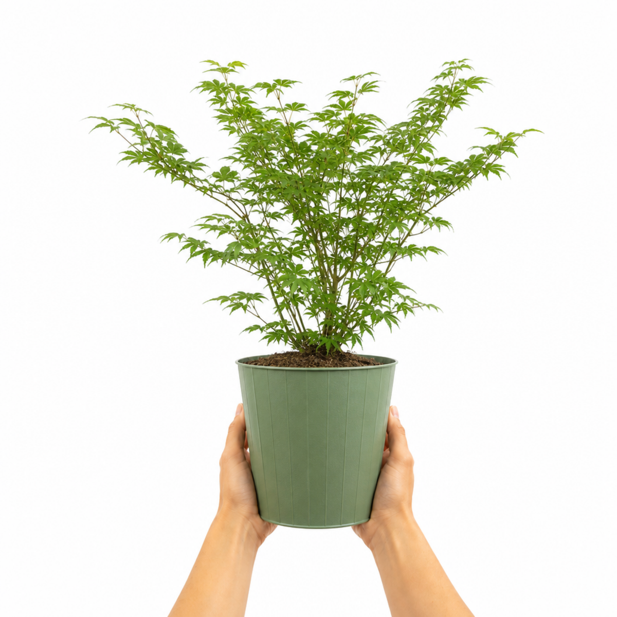 Acer palmatum (Japanese Maple) – Green Leaf (3L Pot)