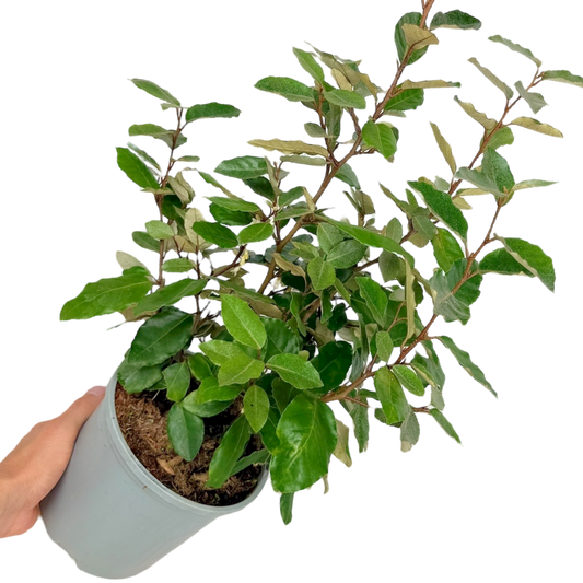 Elaeagnus x ebbingei (Silverberry) – Evergreen Screening Shrub (3L Pot)