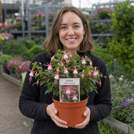 Fuchsia 'Dollar Princess' – Hardy Fuchsia (3L Pot)