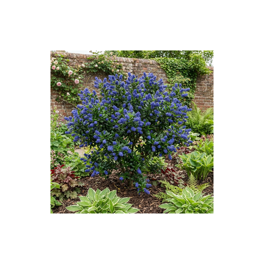Ceanothus 'Victoria' (Californian Lilac) – Evergreen Shrub (3L Pot)
