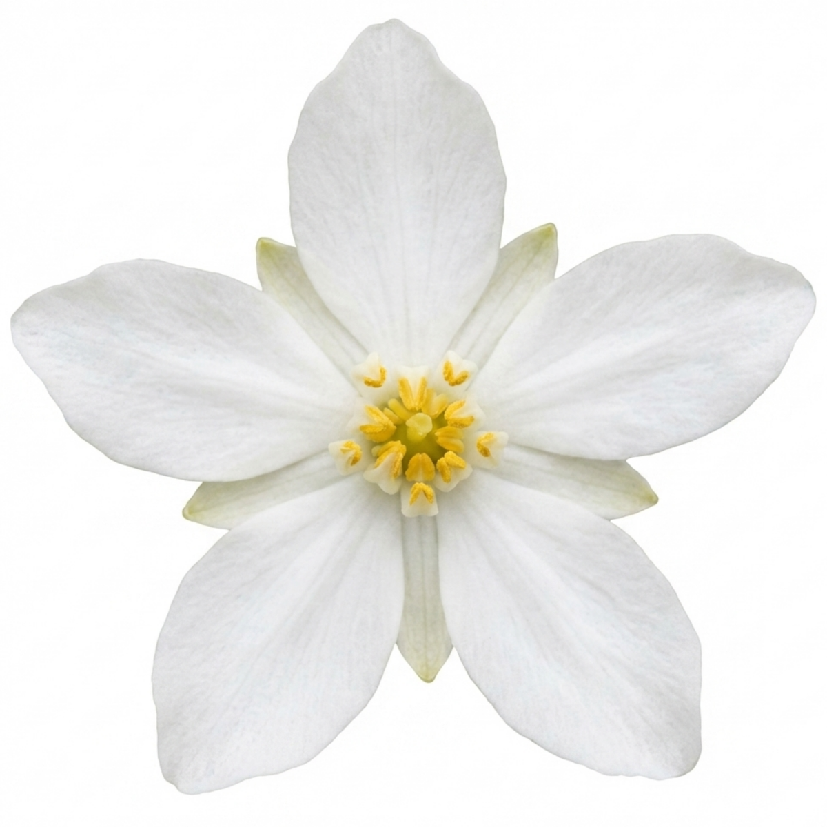 Choisya 'Goldfinger' (Mexican Orange Blossom) – Golden Evergreen Shrub (3L Pot)