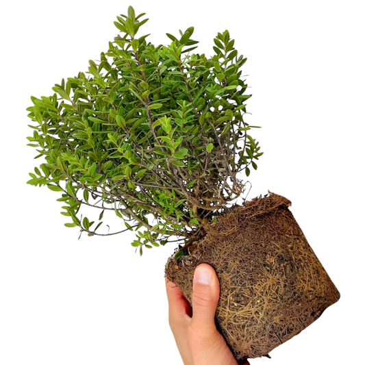 Hebe 'Little Leaves Red' (Shrubby Veronica) – Evergreen Shrub (2L Pot)