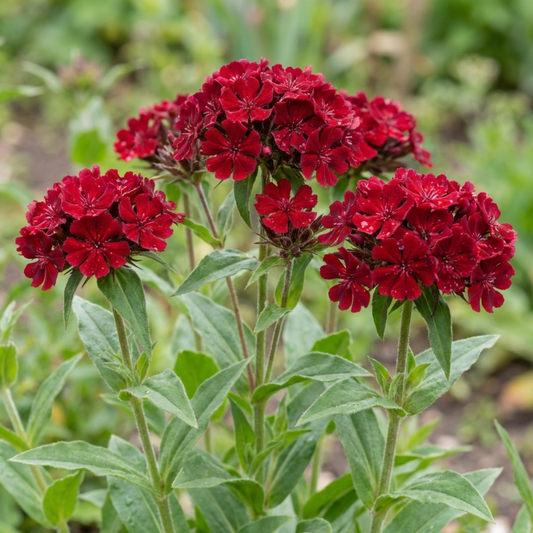 Lychnis coronaria 'Atrosanguinea' (Rose Campion) – Hardy Perennial (Set of 3 or 6)