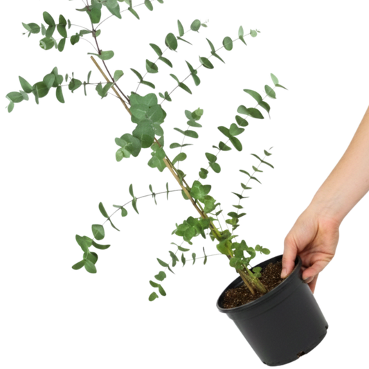 Eucalyptus gunnii (Cider Gum) – Hardy Evergreen Tree (3L Pot)