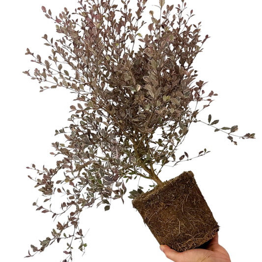 Lophomyrtus x ralphii 'White Tiger' (New Zealand Myrtle) – Evergreen Shrub (3L Pot)
