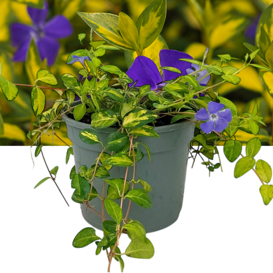 Vinca minor 'Illumination' (Periwinkle) – Variegated Evergreen Ground Cover (2L Pot)