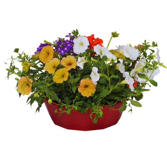 Tangerine Twist Speedplanter – Ready Planted Summer Display (7 Plants)