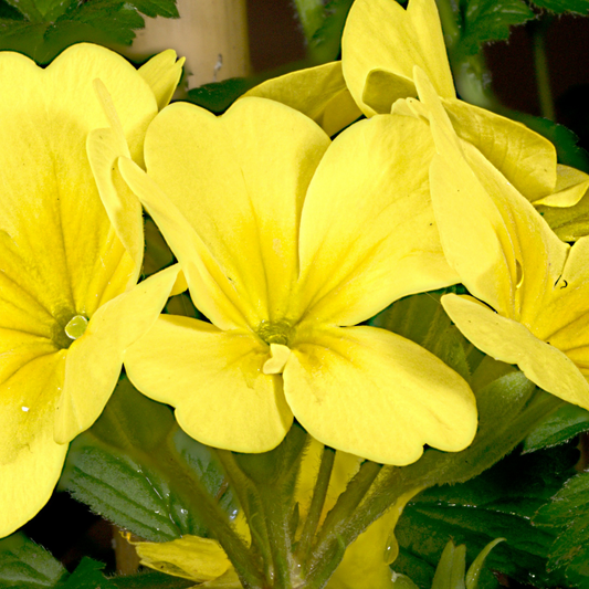 Primrose Cream – Hardy Winter and Spring Bedding (Set of 3 or 6)