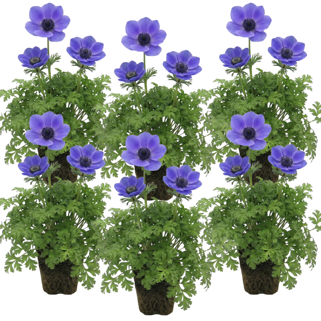 Anemone 'Harmony Blue' – Japanese Anemone (Set of 3 or 6)