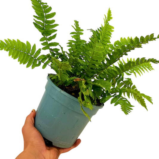 Dryopteris atrata (Wood Fern) – Hardy Fern (2L Pot)