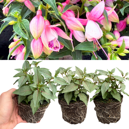Fuchsia 'Bella Lisa' – Pink & White Bedding Fuchsia (Set of 3 or 6)
