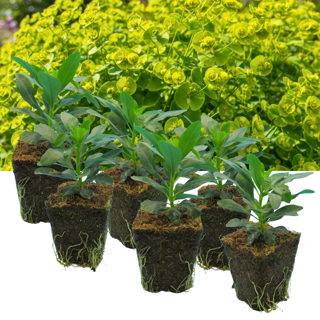 Euphorbia robbiae (Mrs Robb's Bonnet) – Evergreen Ground Cover (Set of 3 or 6)