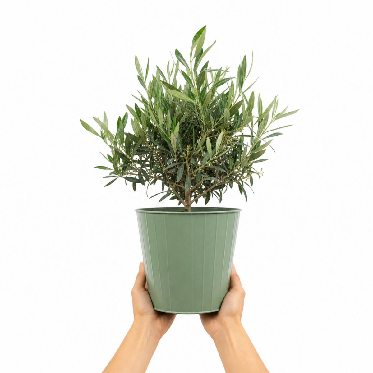 Olive (Olea europaea) – Bushy Tree (3L Pot)