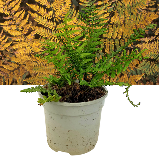 Dryopteris wallichiana 'Jurassic Gold' (Alpine Wood Fern) – Hardy Fern (2L Pot)