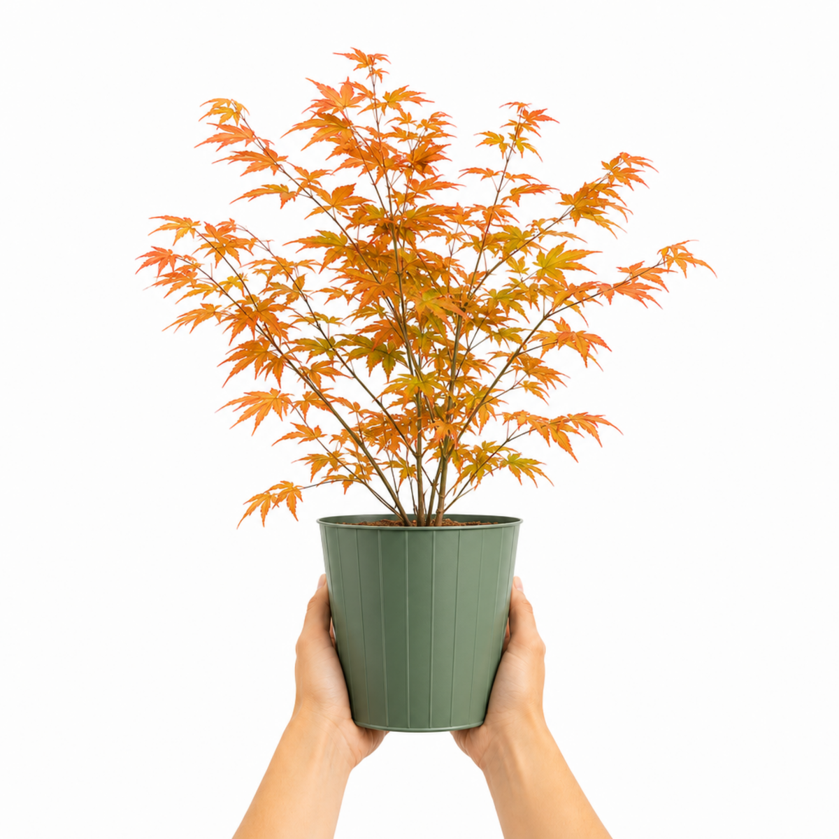 Acer palmatum (Japanese Maple) – Orange Leaf (3L Pot)