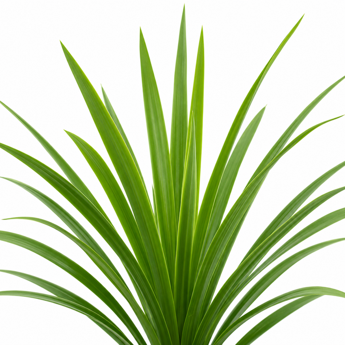 Cordyline australis (Cabbage Palm) – Architectural Evergreen (3 x 9cm Pots)