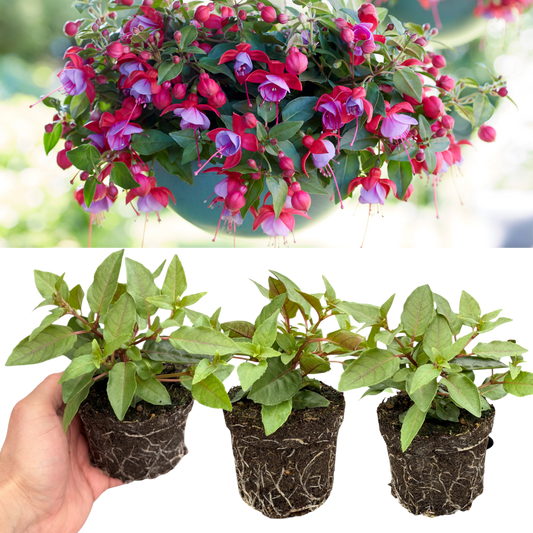 Fuchsia 'Bella Lydia' – Rose & Violet Bedding Fuchsia (Set of 3 or 6)