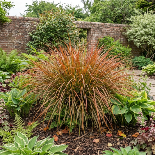 Carex testacea 'Prairie Fire' (Orange Sedge) – Evergreen Ornamental Grass (2L Pot)