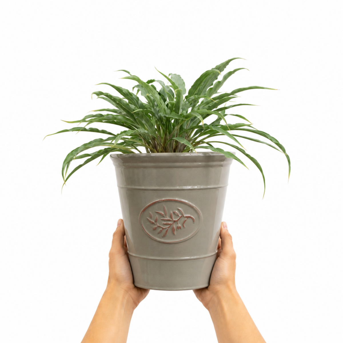 Hosta 'Silly Strings' (Plantain Lily) – Hardy Shade Perennial (3L Pot)