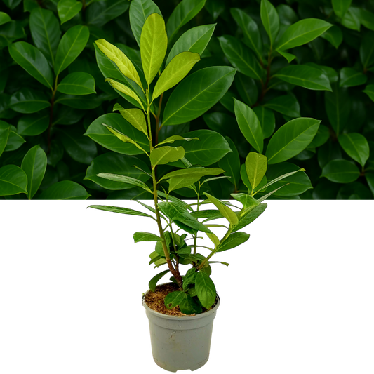 Cherry Laurel (Prunus laurocerasus 'Novita') – Evergreen Hedging (2L Pot)