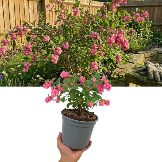 Symphoricarpos 'Magical Candy' (Snowberry) – Berrying Shrub (3L Pot)