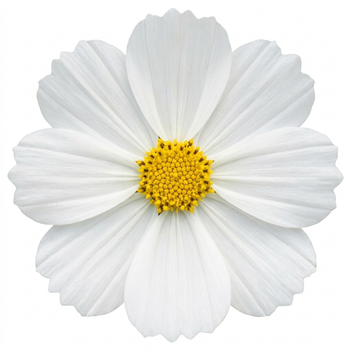 Cosmos 'Apollo White' – Summer Bedding (2L Pot)