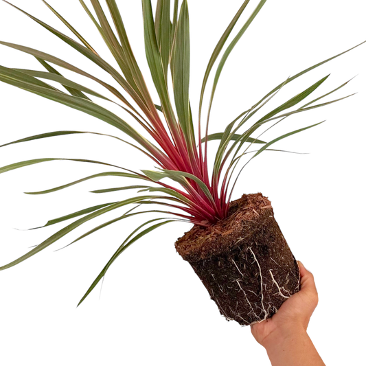 Cordyline australis 'Magic Star' (Cabbage Palm) – Architectural Evergreen (3L Pot)