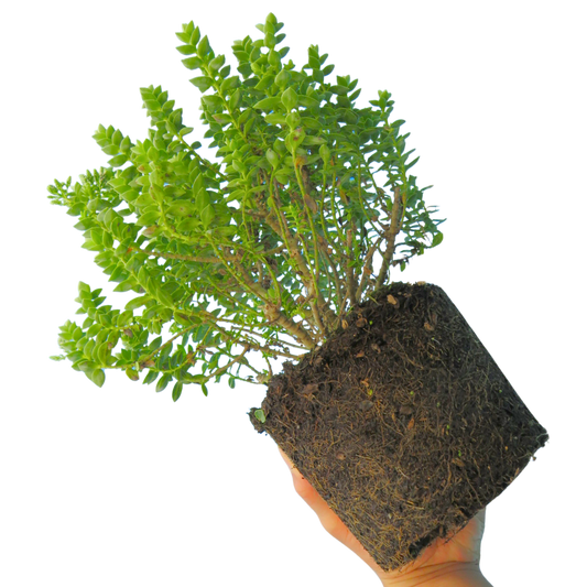 Hebe 'Little Leaves Grey' (Shrubby Veronica) – Evergreen Shrub (2L Pot)