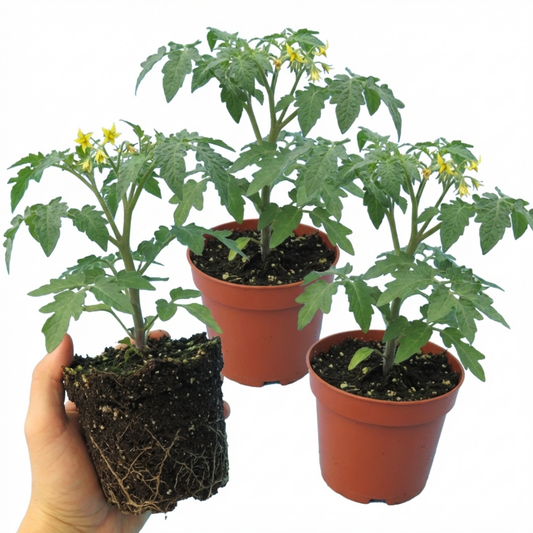 Tomato 'Honeycomb' (Set of 3 or 6)