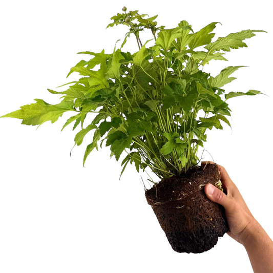 Anemone 'Fantasy Ariel' – Compact Japanese Anemone (2L Pot)