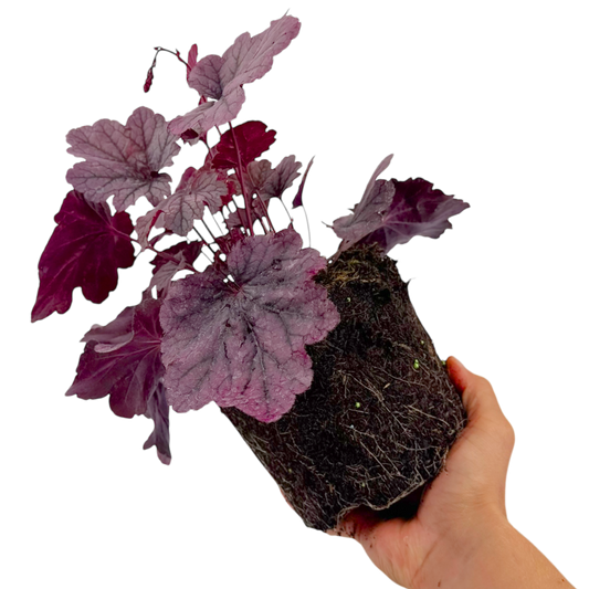 Heuchera 'Grape Timeless' (Coral Bells) – Evergreen Perennial (2L Pot)
