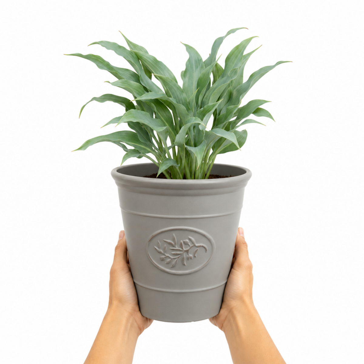 Hosta 'Tears from Heaven' (Plantain Lily) – Shade Loving Perennial (3L Pot)