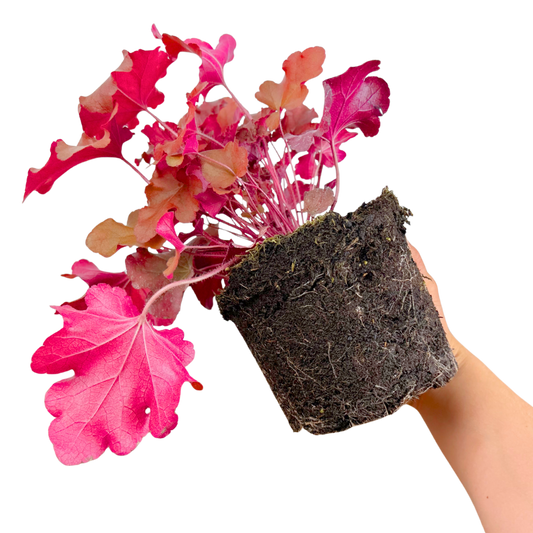 Heuchera 'Boysenberry' (Coral Bells) – Evergreen Perennial (2L Pot)