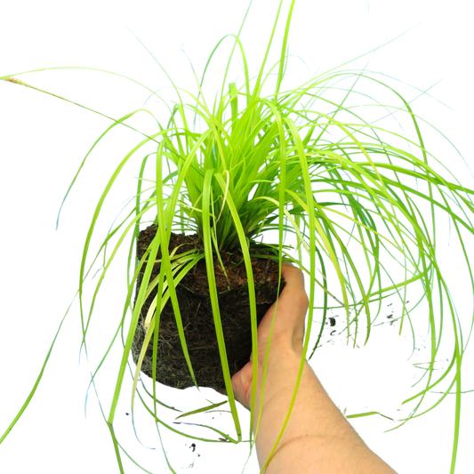 Carex 'Everillo' (Japanese Sedge) – Evergreen Ornamental Grass (2L Pot)