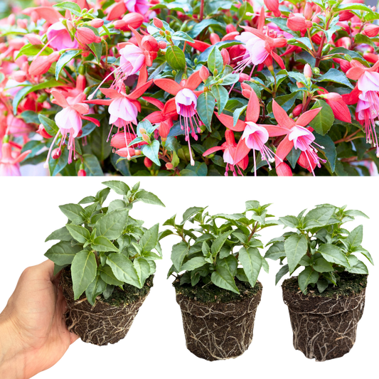 Fuchsia 'Bella Nikita' – Rose & Purple Bedding Fuchsia (Set of 3 or 6)