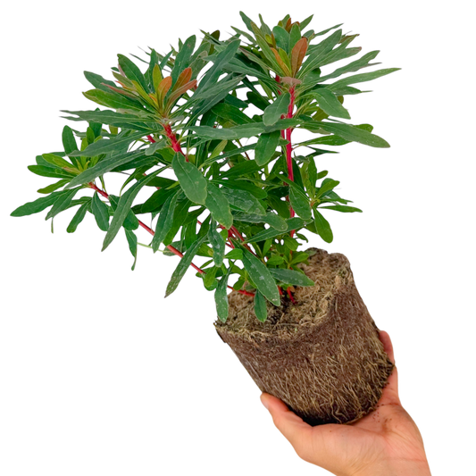 Euphorbia purpurea (Spurge) – Evergreen Perennial (2L Pot)