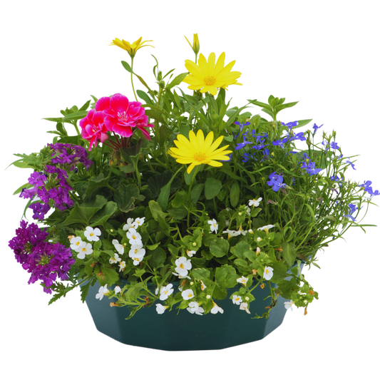 Speedplanter – Ready Planted Summer Display (7 Plants)