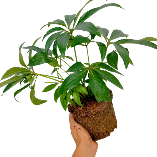 Hellebore argutifolius – Winter Flowering Perennial (2L Pot)